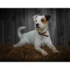 iStyle Rural Roots Rectangular Glass Worktop Saver - Jack Russell